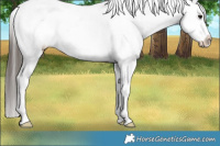 Horse Color:Brown Dun Appaloosa 