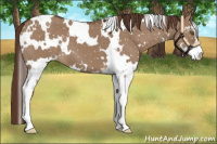 Horse Color:White Spotted Liver Red Dun Sabino Appaloosa 