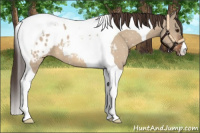 Horse Color:Bay Dun Tobiano Appaloosa