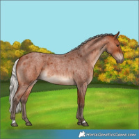 Horse Color:Silver Bay Roan 