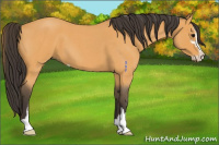 Horse Color:Buckskin Roan Sabino