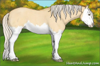 Horse Color:Silver Buckskin Roan Dun Splash 