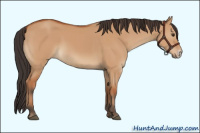 Horse Color:Bay Dun Frame 