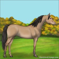 Horse Color:Bay Dun 