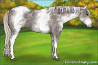 Horse Color:White Spotted Silver Black Appaloosa 