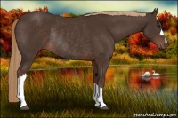 Horse Color:Liver Chestnut Rabicano 