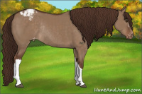 Horse Color:Liver Red Dun Appaloosa Rabicano
