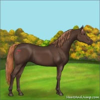 Horse Color:Liver Chestnut Rabicano