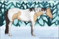 Horse Color:Amber Champagne Dun Tobiano 