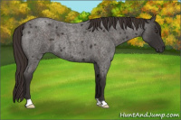 Horse Color:Liver Red Roan 