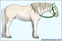 Horse Color:Perlino Splash and Perlino Splash