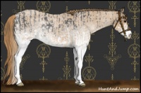 Horse Color:White Spotted Blue Roan Appaloosa Rabicano  and White Spotted Red Roan Appaloosa Rabicano