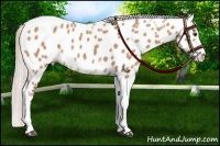 Horse Color:Silver Bay Dun Sabino Tobiano Frame Near Leopard Rabicano 