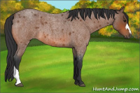 Horse Color:Bay Roan