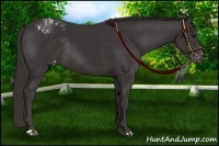 Horse Color:Smoky Black Varnish  and Smoky Black Varnish Rabicano 