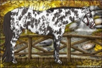 Horse Color:Smoky Black Near Leopard  and Smoky Black Near Leopard 