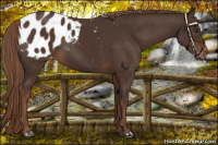 Horse Color:Liver Chestnut Appaloosa Rabicano