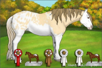 Horse Color:Buckskin Dun Splash Appaloosa 