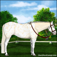 Horse Color:Palomino Dun Splash Appaloosa 