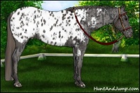 Horse Color:Black Near Leopard  and Smoky Black Near Leopard 