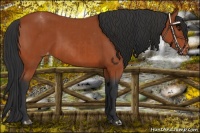 Horse Color:Brown Sabino Varnish Rabicano  and Bay Sabino Varnish Rabicano 