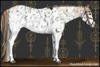 Horse Color:White Spotted Blue Roan Appaloosa Rabicano and White Spotted Red Roan Appaloosa Rabicano