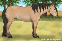 Horse Color:Bay Dun