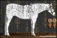 Horse Color:White Spotted Blue Roan Rabicano  and White Spotted Blue Roan Rabicano 