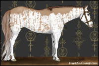 Horse Color:Red Dun Splash  and Red Dun Splash 