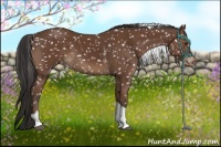 Horse Color:Bay Tobiano Snowflake Varnish