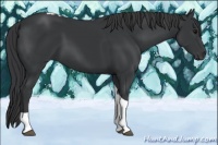 Horse Color:Black Tobiano 