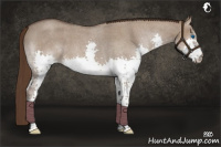Horse Color:Liver Red Dun Roan Splash 