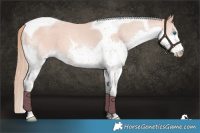 Horse Color:Gold Champagne Roan Splash Tobiano 