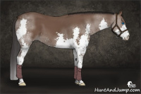 Horse Color:Bay Splash 