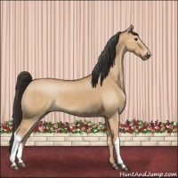 Horse Color:Bay Dun