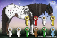Horse Color:Liver Chestnut Appaloosa 