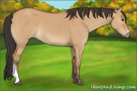 Horse Color:Bay Dun 