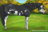 Horse Color:Black Splash Frame  and Black Splash Frame 