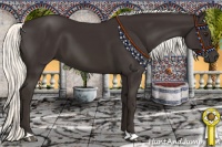 Horse Color:Liver Chestnut Mushroom 