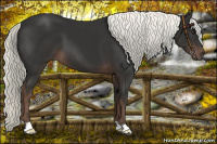 Horse Color:Liver Chestnut Mushroom 