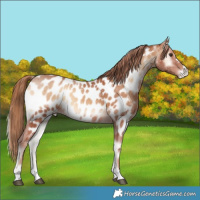 Horse Color:Red Onyx Near Leopard 