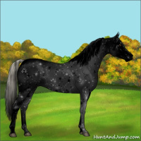 Horse Color:Void Palomino Appaloosa 