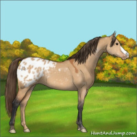 Horse Color:Bay Dun Appaloosa 