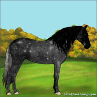 Horse Color:Void White Spotted Silver Bay Dun Appaloosa 