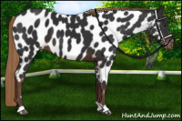 Horse Color:Liver Chestnut Near Leopard 