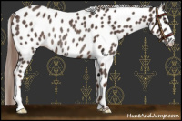 Horse Color:Liver Chestnut Leopard Rabicano 