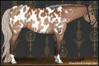 Horse Color:Silver Bay Appaloosa 