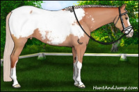 Horse Color:Chocolate Silver Bay Sabino Snowcap 
