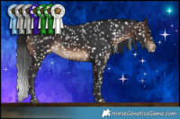 Horse Color:Bay Appaloosa 