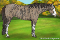 Horse Color:Blue Roan Sabino Splash and Classic Champagne Roan Sabino Splash